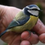 Ornithologen formeel: 1 vogel in hand beter dan 10 in lucht