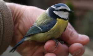 Ornithologen formeel: 1 vogel in hand beter dan 10 in lucht