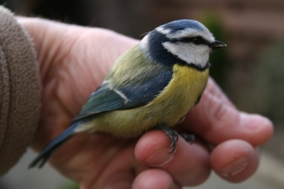 Eén vogel in de hand is altijd beter. Foto: Piet Koole