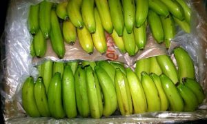 Dokwerker vindt 10 kilo bananen tussen cocaïne