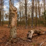 Twee dode bomen aangetroffen in Heverlee-bos