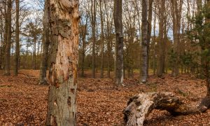 Twee dode bomen aangetroffen in Heverlee-bos