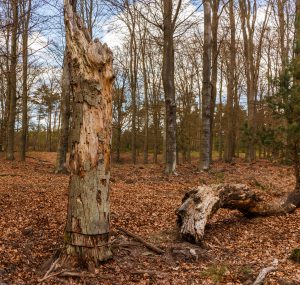 De levenloze bomen (Foto: Dominicus Johannes Bergsma)