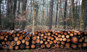 Joke Schauvliege: ‘Zoniënwoud moet wijken voor strijd tegen transmigranten; groot bedrijvenpark’