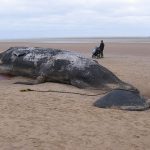 Walvis Theofiel overleed door man in maag