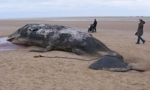 Walvis Theofiel overleed door man in maag