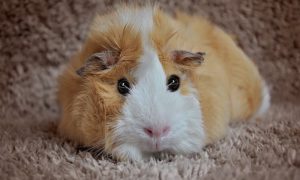 Hamsterwinkel De Hamsterwinkel roept hamsteraars op niet langer hamsters te hamsteren