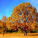 Mysterieuze, massale bladerval treft vooral westerse landen