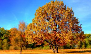 Mysterieuze, massale bladerval treft vooral westerse landen