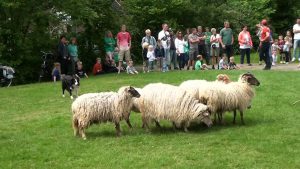 Op de kinderboerderij van Jos Theys in Kortrijk-Dutsel staan de stallen leeg dankzij Di Rupo. (Foto: Youtube)