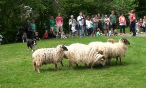 Kinderboerderijen zwaar getroffen door regeringscoöptaties