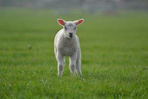 Lammetje, verdoofd noch onverdoofd geslacht.