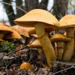 Europees Parlement wil verbod op benamingen als ‘paddenstoel’ en ‘bloembed’ voor niet-meubels