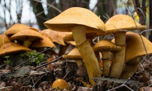 Europees Parlement wil verbod op benamingen als ‘paddenstoel’ en ‘bloembed’ voor niet-meubels