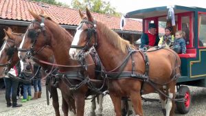 Het paard: een relatief goedkoop transportmiddel (Beeld: YouTube)