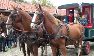 Brandstofprijzen blijven stijgen: paard en kar opnieuw populair