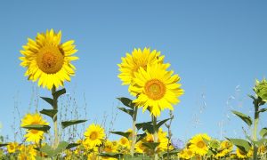 Onderwijskoepels schrappen herfst, winter, lente uit de eindtermen van het lager onderwijs