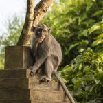 Deze apen belasten toeristen met een dubbele energietaks om hem af te schaffen in ruil voor eten