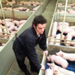 Veiligheidsmaatregelen voor varkens