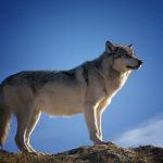 Terugkeer wolf bedreigt roodkapjespopulatie